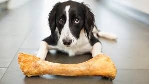 gallery/dog_bone