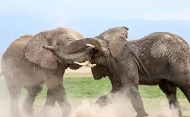 gallery/gajah