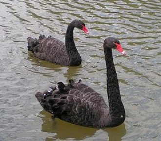 gallery/black_swans