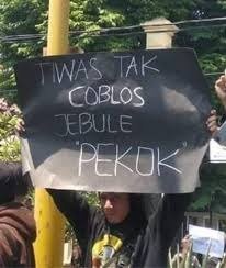 gallery/jebule_pekok