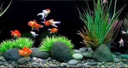 gallery/ikan